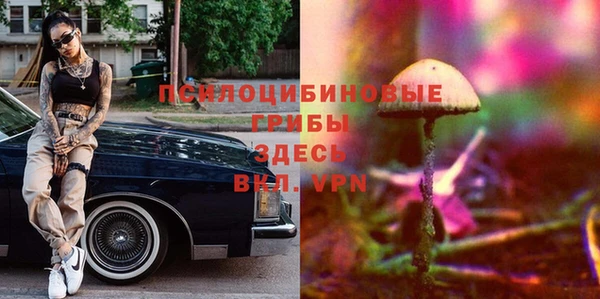 прущие грибы Аркадак